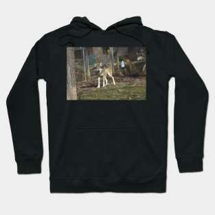 Mexican Grey Wolf Hoodie